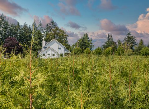 A White House Past Juniper Farm in the Pacific Northwest