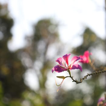 Purple Orchid flower Tree under sunlight