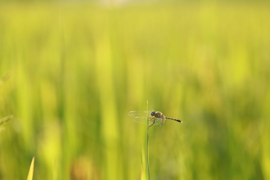 Dragonfly on top of rice leaf