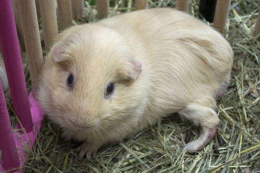 Cute guinea pig in open cage laying on grass and looking forward.