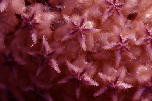 Red tone background of star shape hoya flower in macro shot with glass effect.