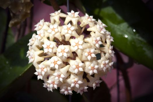 Close up of beautiful blossom hoya that shaped like ball with rain drop in nature.