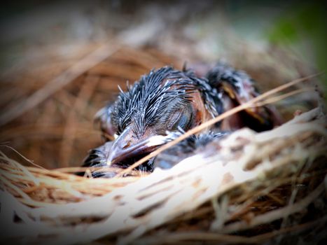 Newborn bird in the nest waiting for their mother to feed.