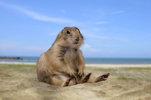 Little prairie dog sitting and relaxing on sand with bright blue sky and sea.