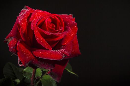 Scarlet rose with dew drops on a black background