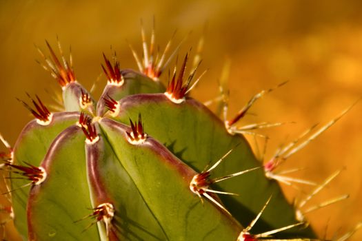 close-up image of cactus plant with red thorns
