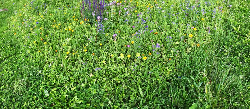 meadow with wildflowers