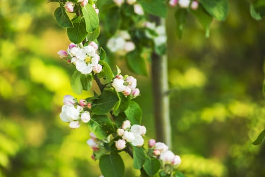 Wild cherry blossom