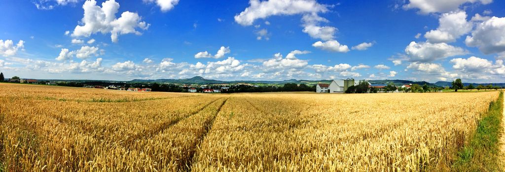 View of a wheat field to emperor hill Hohenstaufen