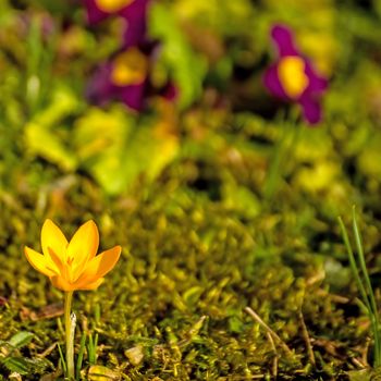 Crocus, spring flower in Germany
