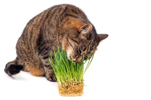domestic tabby cat eating fresh green oats sprouts close-up isolated on white background with selective focus.