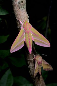 Large and small colorful elephant hawk moth side by side for comparison, on a branch. Vibrant stand out from dark green leaves in the background.