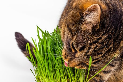 gray domestic tabby cat eating fresh green grass close-up on white background with selective focus and blur.