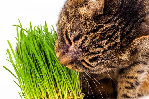 gray domestic tabby cat eating fresh green grass close-up on white background with selective focus and blur.