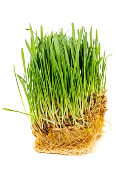 piece of green oats sprouts with roots isolated on white background - close-up with selective focus and background blur. grass for cats.