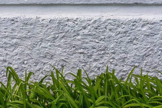 abstract background of day lilly green leaves and white concrete, selective focus on leaves