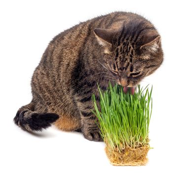 Yellow eyed tabby cat eating fresh green hydroponic oats sprouts close-up isolated on white background with selective focus and blur. Licking its nose with pink tongue.