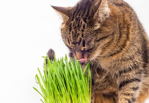 gray domestic tabby cat eating fresh green grass close-up on white background with selective focus and blur. Licking its nose with pink tongue, eyes closed.
