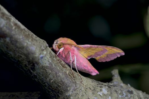 Small pink elephant hawk moth stands out with its vibrant colors on a large greenish blue branch against a dark background.