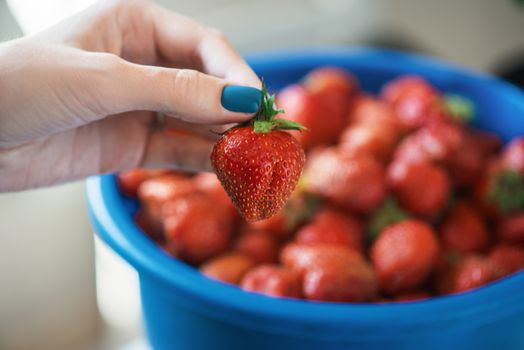 A bucket of ripe delicious strawberries, and woman hand hold berry