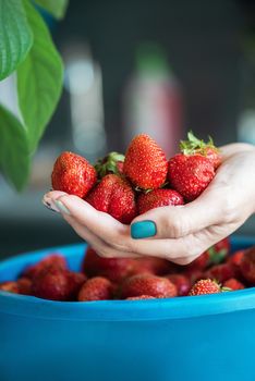 A bucket of ripe delicious strawberries, and woman hand hold berries