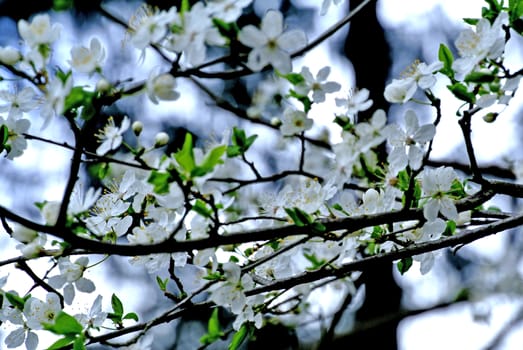 Wild cherry blossom