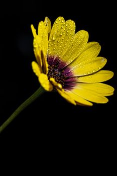 single yellow Daisy flower isolated on a black background