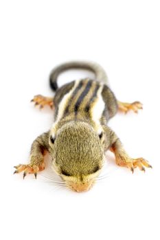 Baby himalayan striped squirrel or Baby burmese striped squirrel(Tamiops mcclellandii) on white background. Wild Animals.