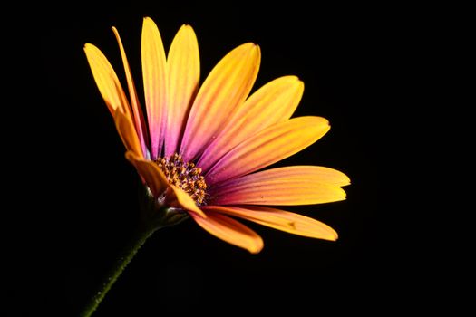 single Daisy flower isolated on a black background