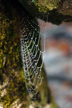 Cobweb with raindrops on the tree. Selective focus