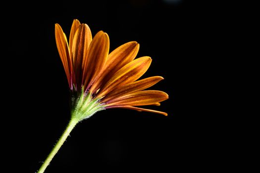 single Daisy flower isolated on a black background