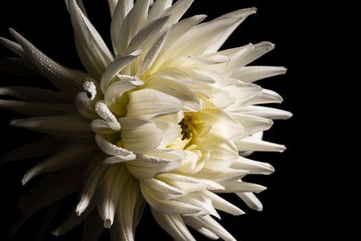 White chrysanthemum flower isolated on a black background