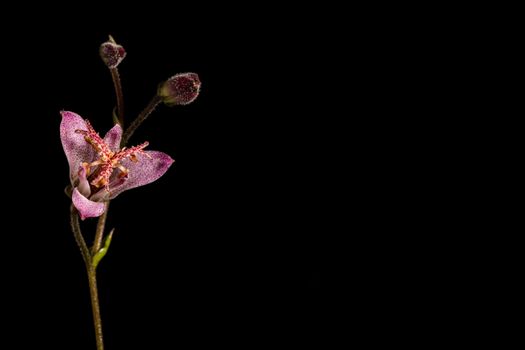 Purple Lily flower isolated on a black background