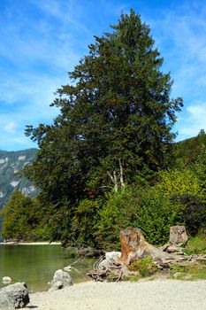Beautiful green tree near the shore of a mountain lake on a sunny day