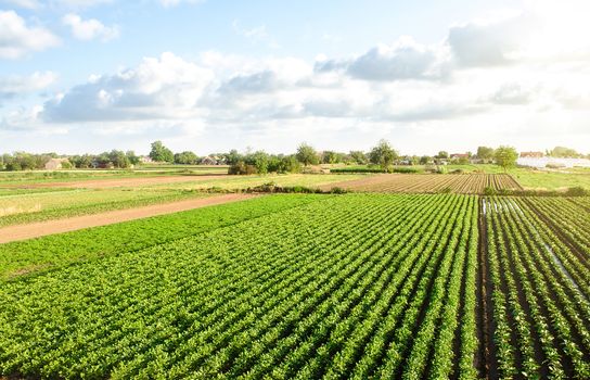 Aerial view of plantation landscape of green potato bushes. Agroindustry and agribusiness. European organic farming. Growing food. Growing care and harvesting. Beautiful countryside farmland.
