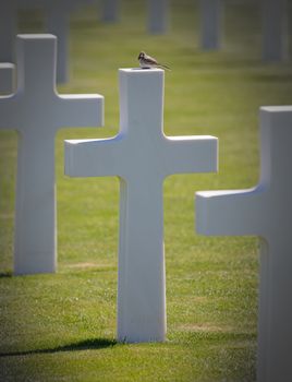 Rows of graves in the American mlitary cemetary in Luxembourg, bird on top of a grave