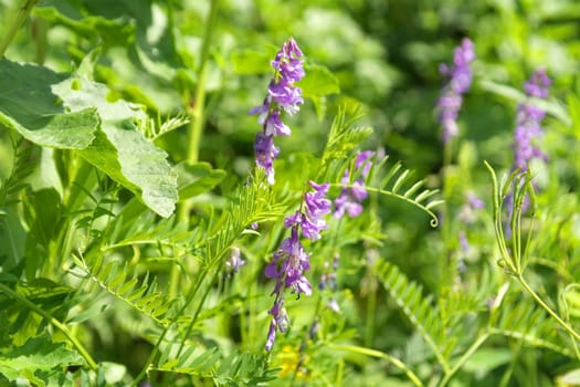 wild nature texture, grass and blossom flowers, shallow dof