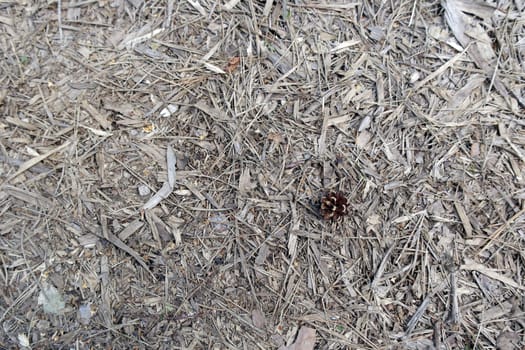 ground texture in forest