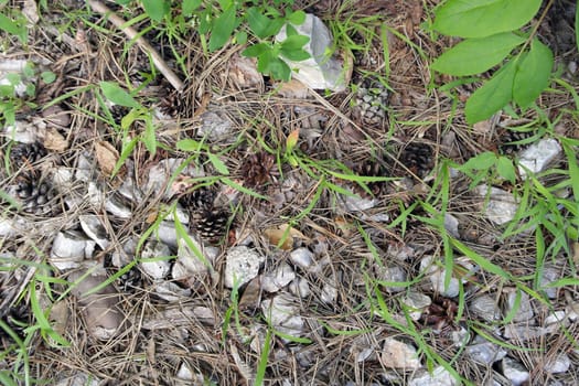 ground texture in forest