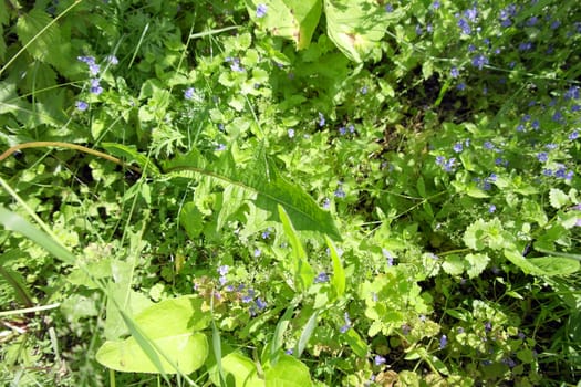 wild nature texture, grass and blossom flowers