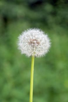 dandelion on green blurred background