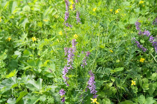 wild nature texture, grass and blossom flowers, shallow dof