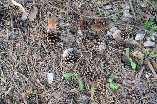 ground texture in forest