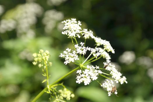 Blossom wild flowers on field, shallow dof