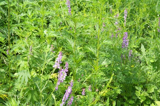 wild nature texture, grass and blossom flowers, shallow dof