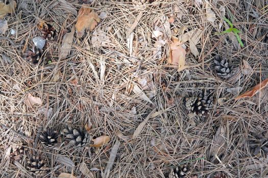 ground texture in forest