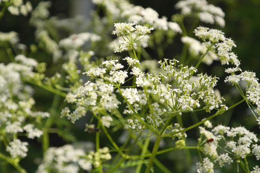 wild nature texture, grass and blossom flowers, shallow dof