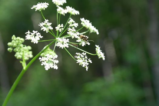 Blossom wild flowers on field, shallow dof