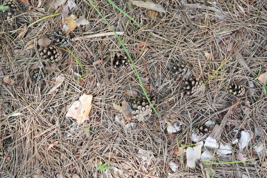 ground texture in forest