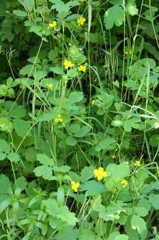 wild nature texture, grass and blossom flowers, shallow dof